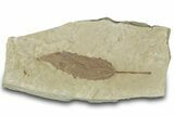 Detailed Fossil Leaf (Populus) - Green River Formation, Utah #323394-1